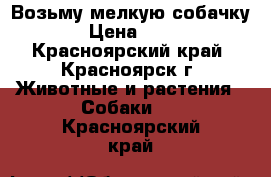 Возьму мелкую собачку! › Цена ­ 500 - Красноярский край, Красноярск г. Животные и растения » Собаки   . Красноярский край